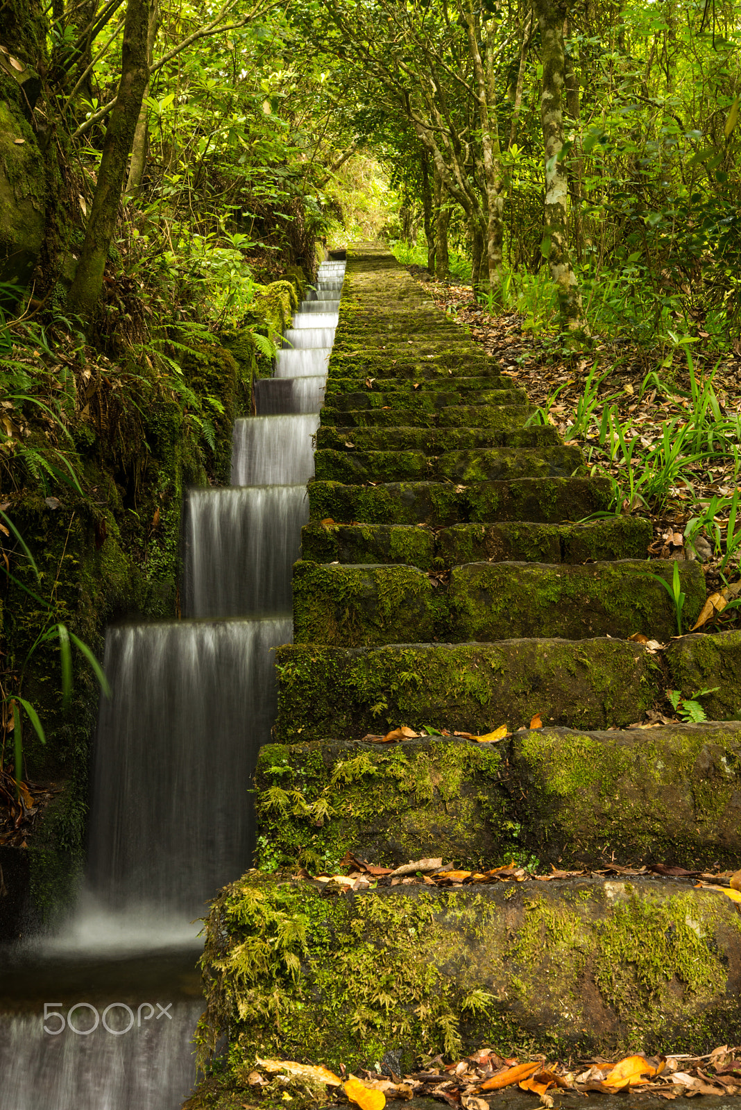 Nikon D600 sample photo. Levada system on madeira island photography