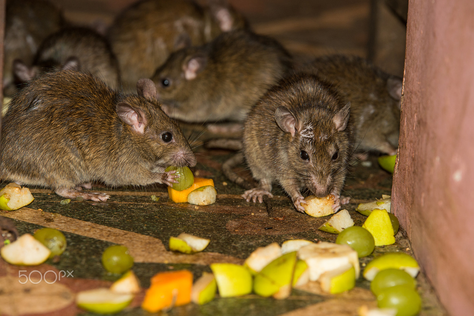 Nikon D600 sample photo. Feeding rats in karni mata temple in india photography