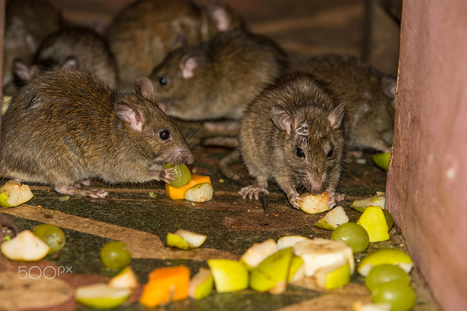 Nikon D600 + Sigma 70-200mm F2.8 EX DG OS HSM sample photo. Feeding rats in karni mata temple in india photography