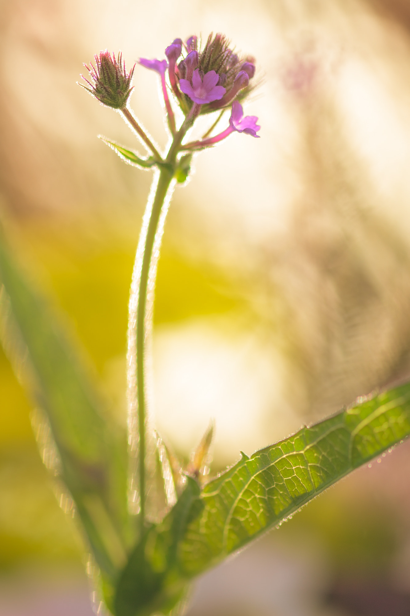 Canon EOS 700D (EOS Rebel T5i / EOS Kiss X7i) + Sigma 105mm F2.8 EX DG OS HSM sample photo. Nature  photography