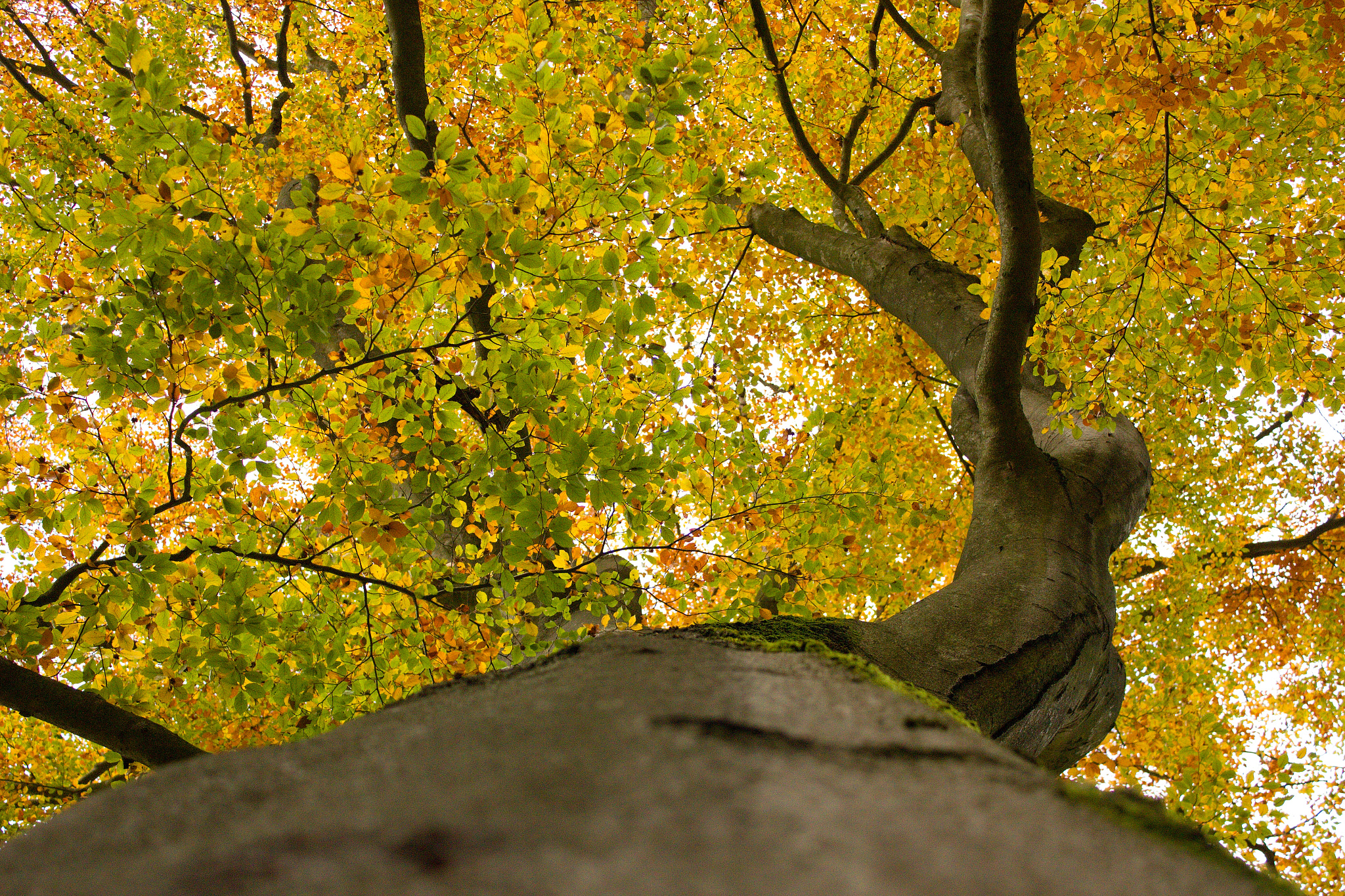18.00 - 55.00 mm sample photo. Looking up photography