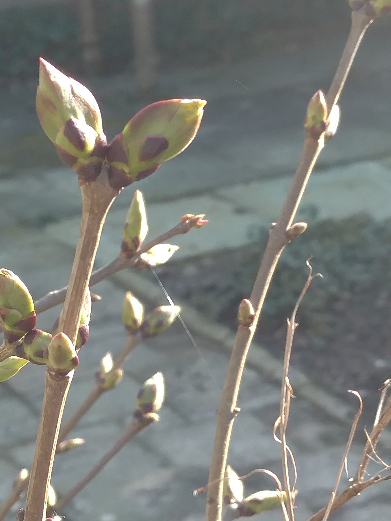 Motorola Moto X Style sample photo. March 16 photography