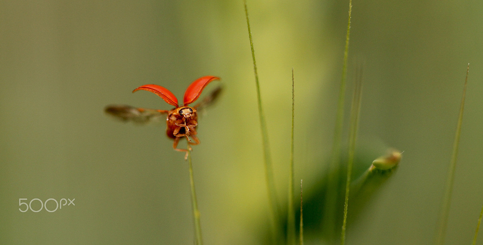 Canon EF 100mm F2.8L Macro IS USM sample photo. On the wings photography