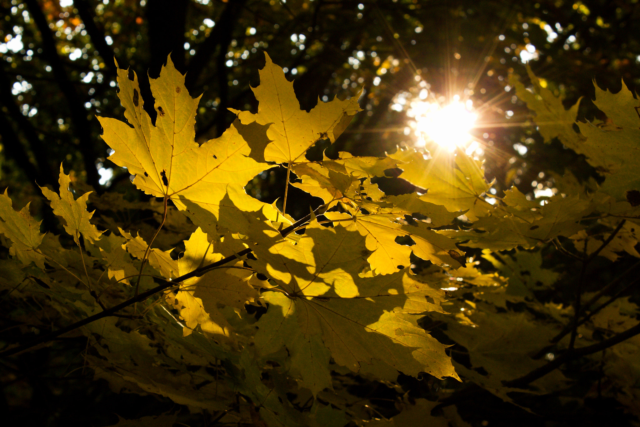 18.00 - 55.00 mm sample photo. Autumn sun photography
