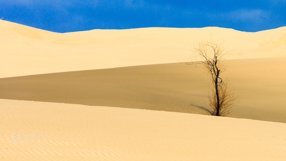 Canon EOS 5DS + Canon EF 70-200mm F4L IS USM sample photo.  the tree photography