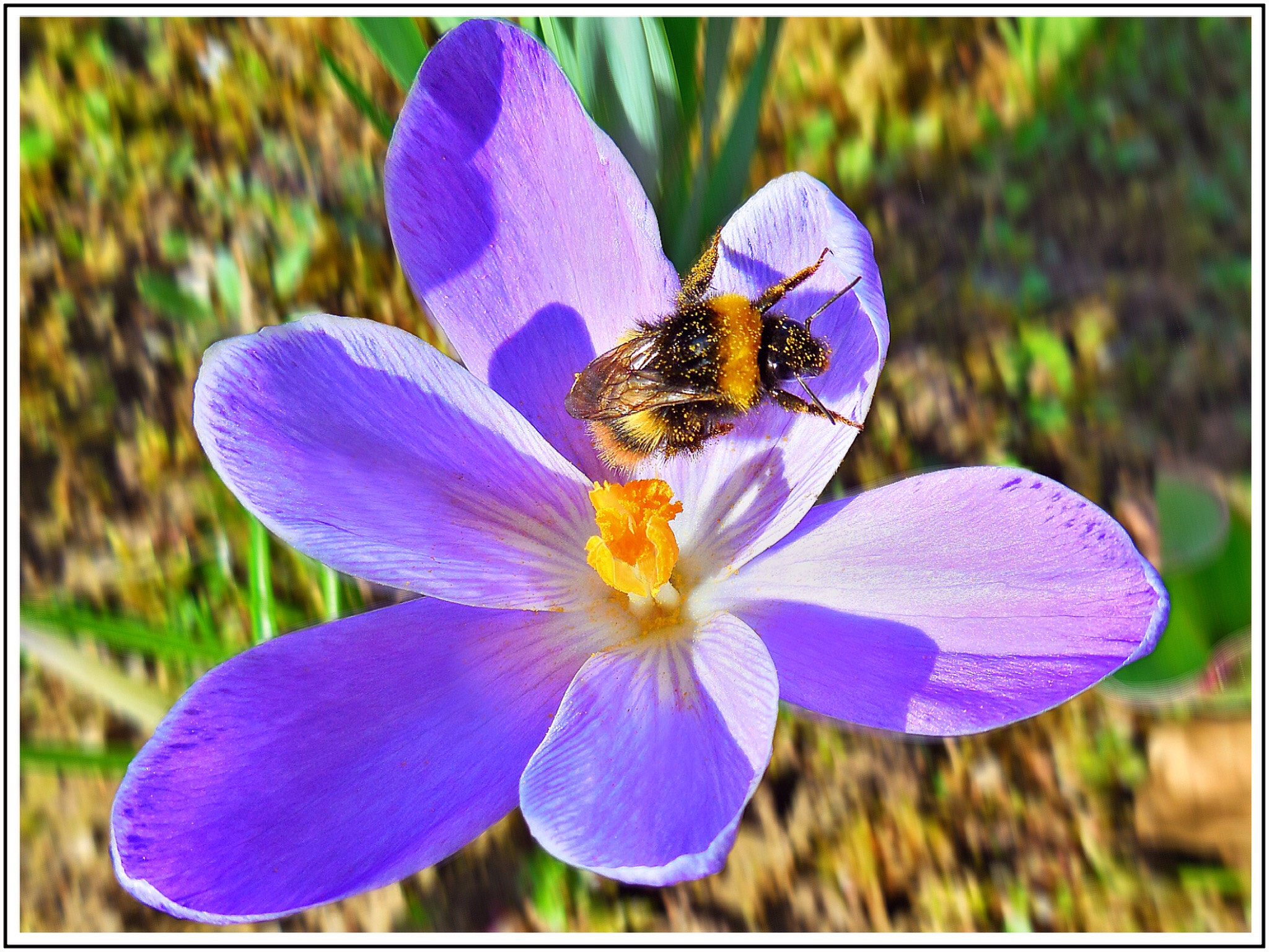 Nikon Coolpix S6500 sample photo. Crocus photography