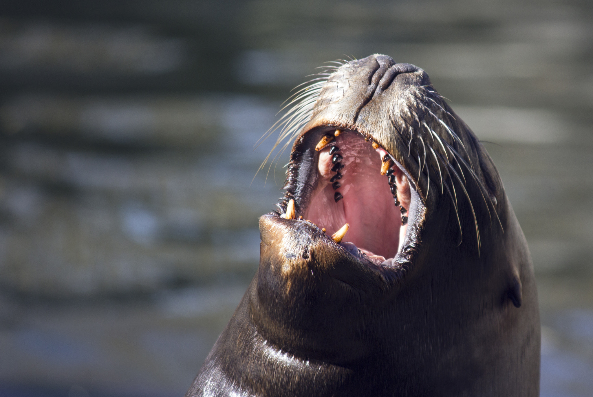 Canon EF-S 55-250mm F4-5.6 IS sample photo. Seal photography