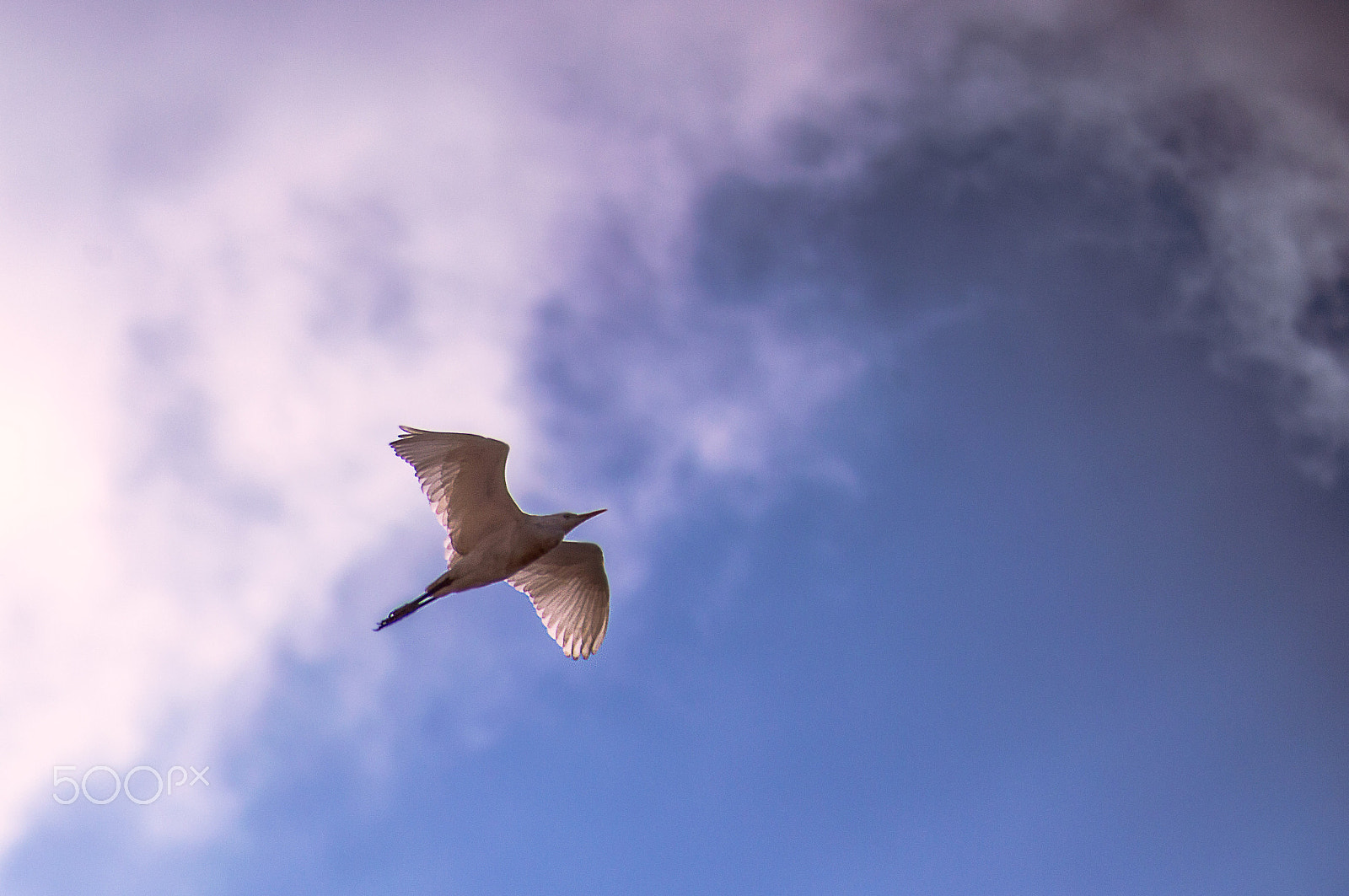 Nikon D3200 sample photo. Fly photography