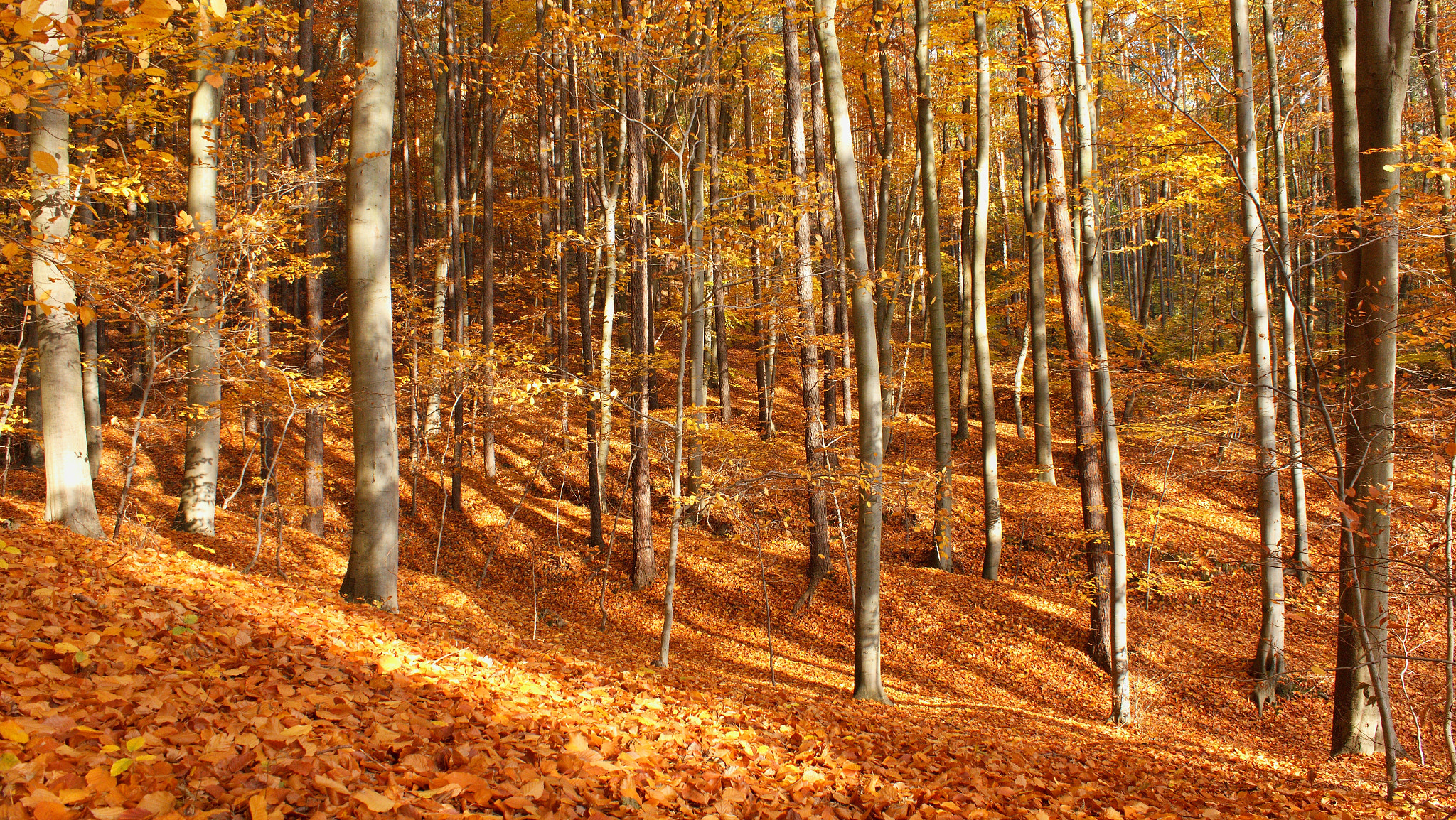 18.00 - 55.00 mm sample photo. Autumn oaks photography