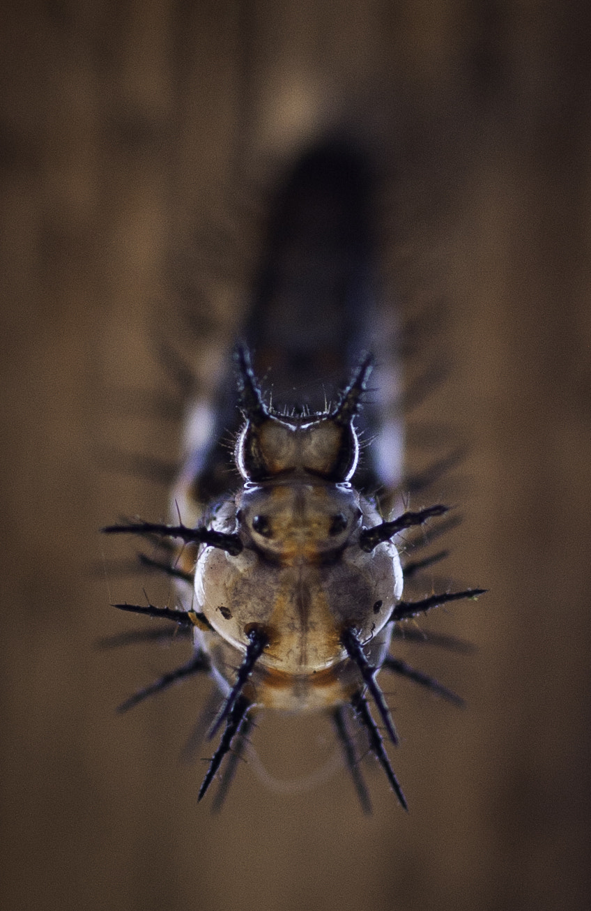 Canon EOS 40D + Canon EF 50mm F2.5 Macro sample photo. Caterpillar's next step photography