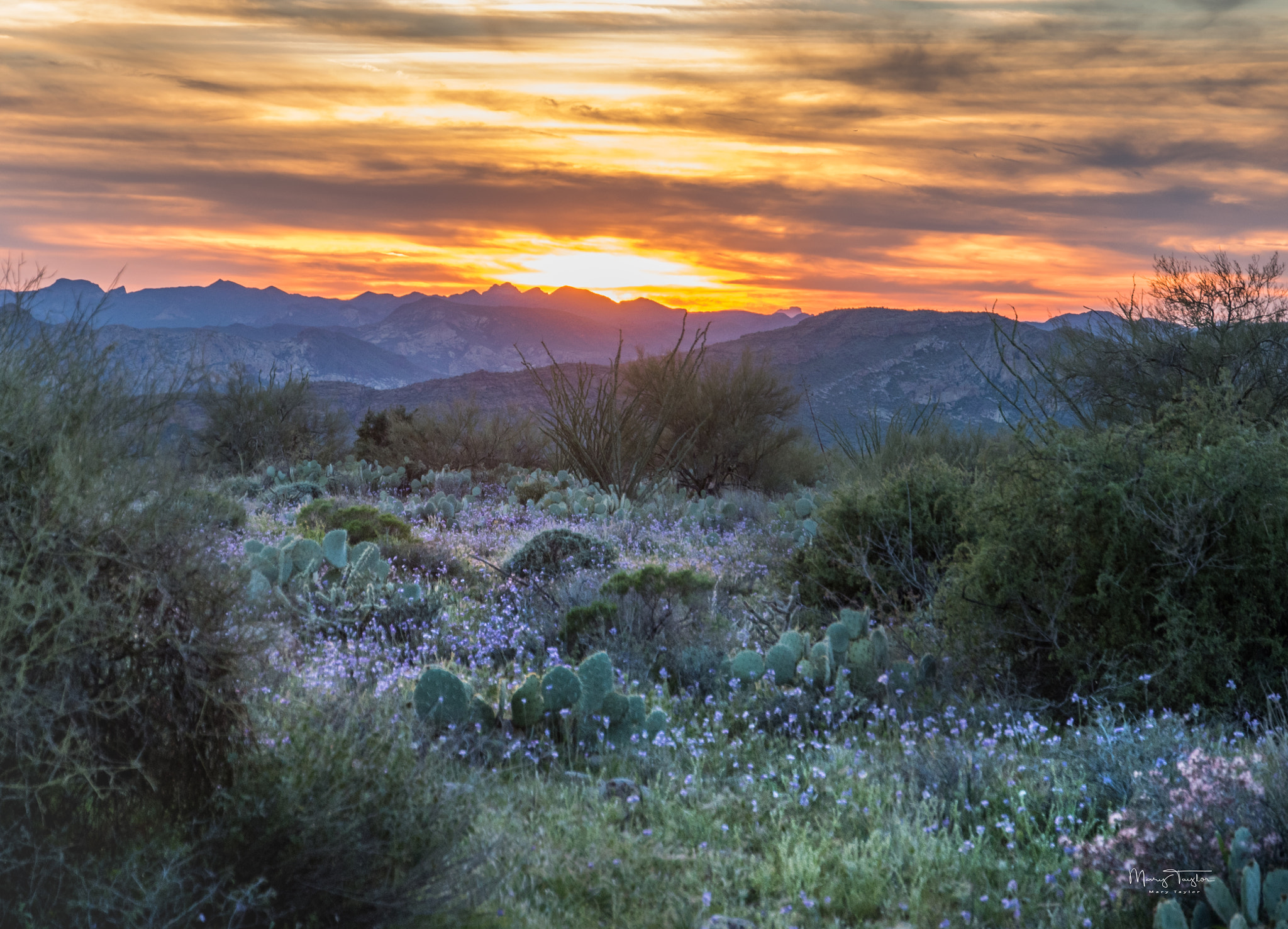 Nikon D810 sample photo. The deserts masterpiece photography