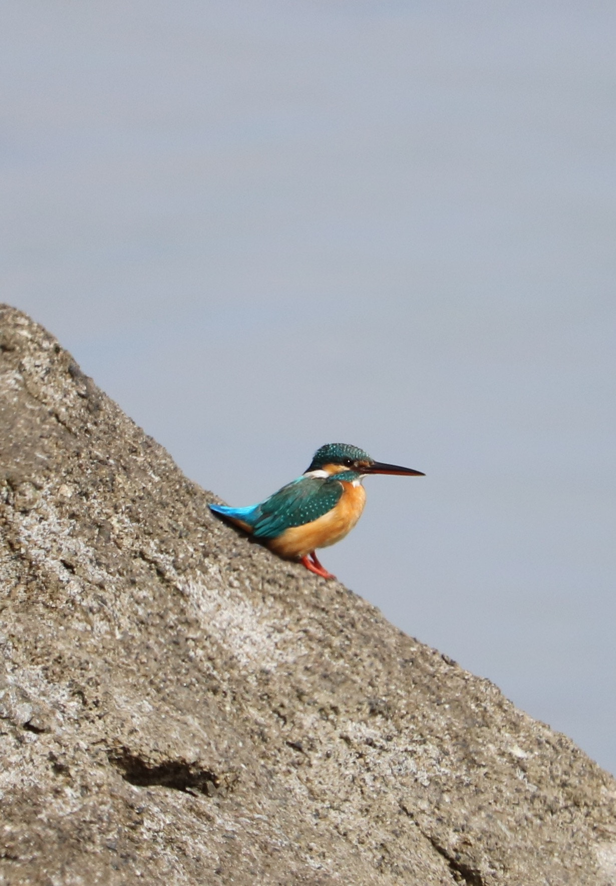 Canon EOS 750D (EOS Rebel T6i / EOS Kiss X8i) + Canon EF-S 55-250mm F4-5.6 IS STM sample photo. Kingfisher photography