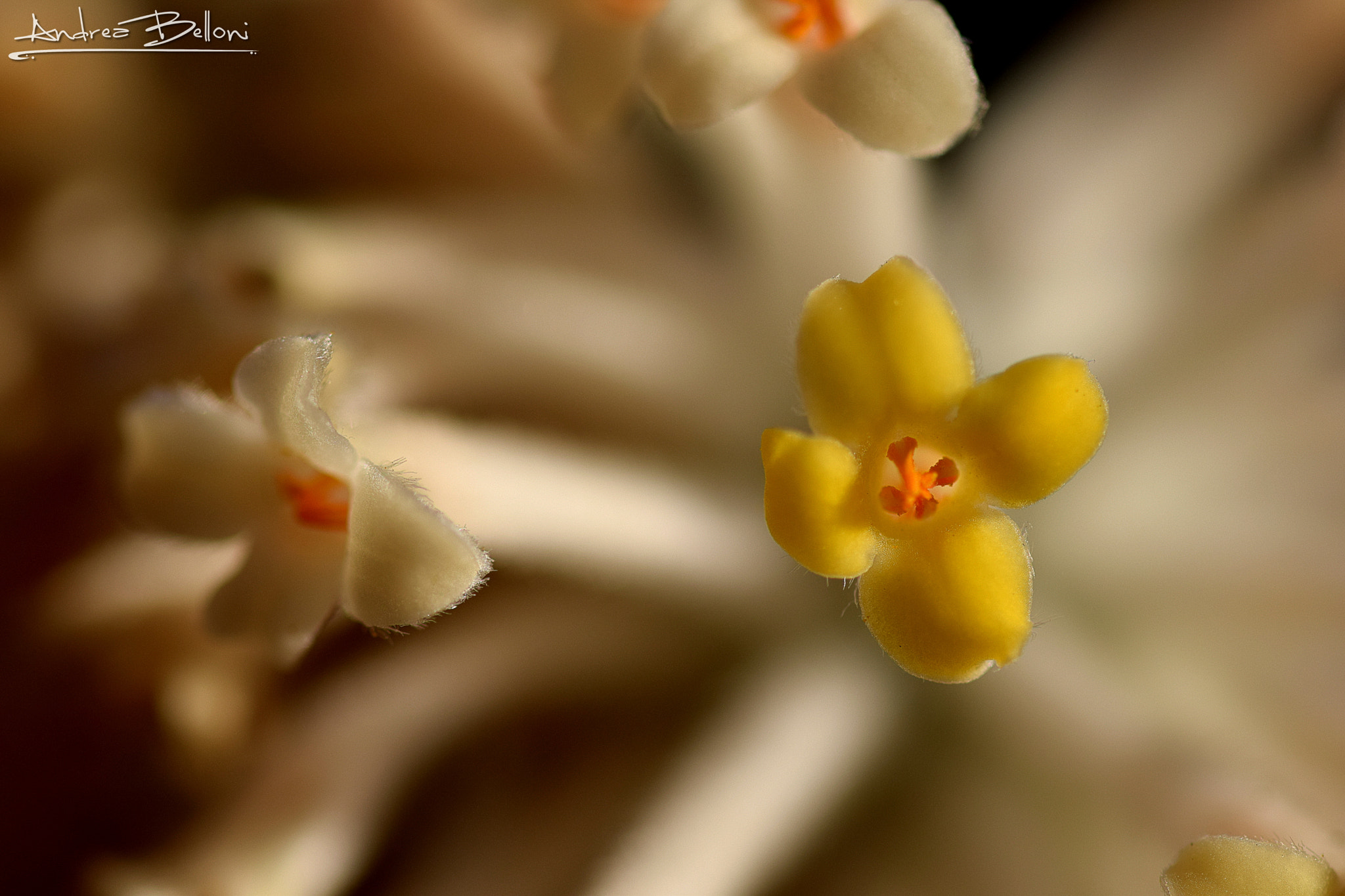Sigma 105mm F2.8 EX DG OS HSM sample photo. Different twin photography