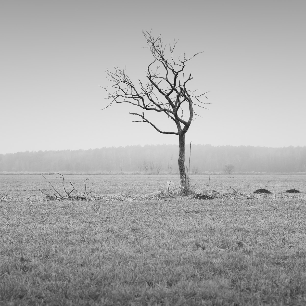 Pentax K-1 + HD Pentax D FA 24-70mm F2.8 ED SDM WR sample photo. Alone | brandenburg, germany 2017 photography