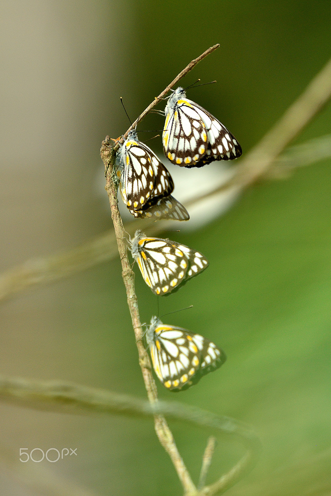 Nikon AF-S Nikkor 200mm F2G ED VR II sample photo. Rassemblement photography