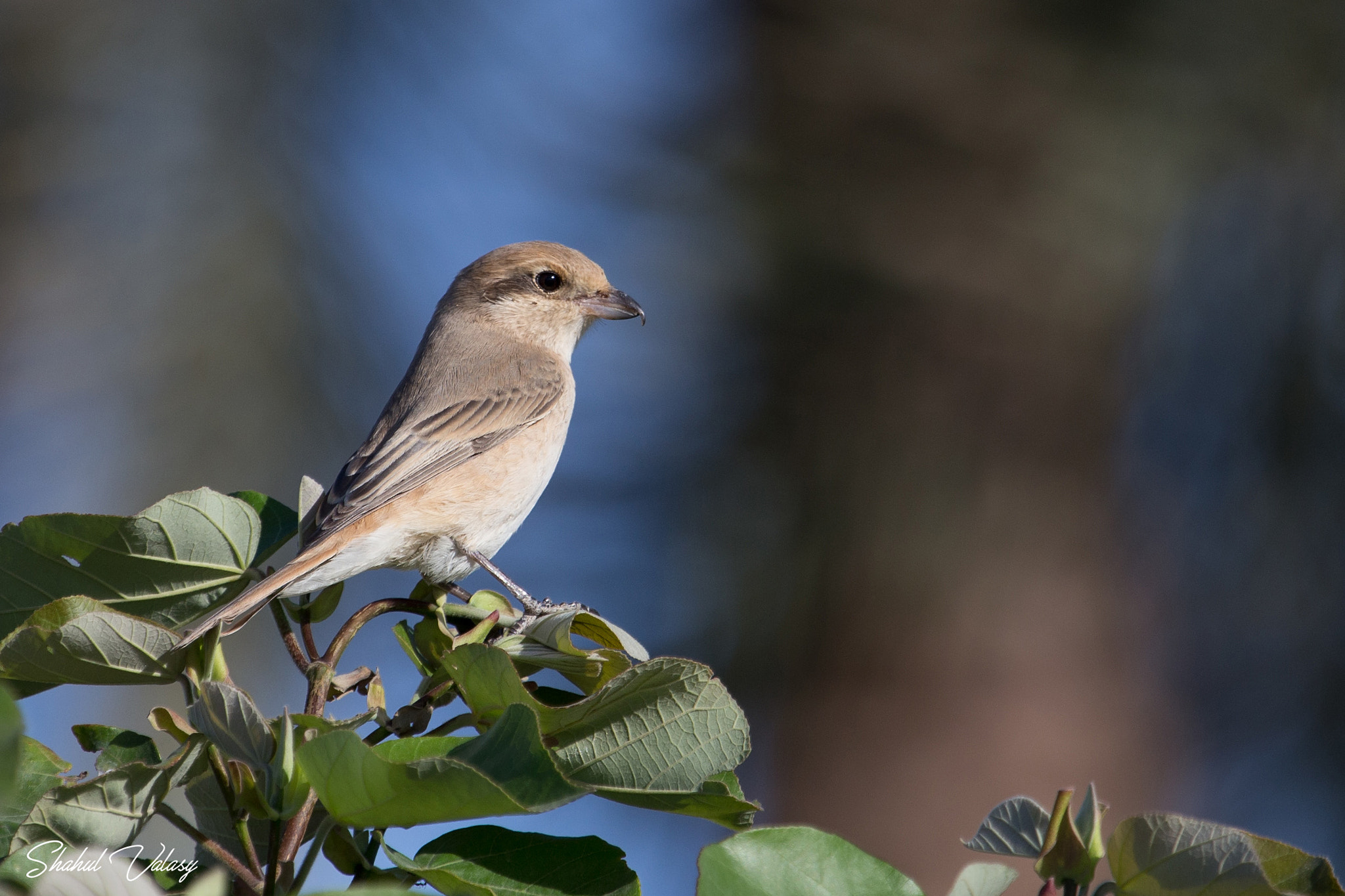 Canon EOS 6D sample photo. Red backed shrike photography