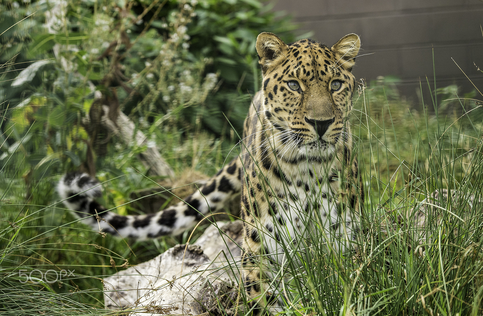 Nikon D5 sample photo. Amur leopard series photography