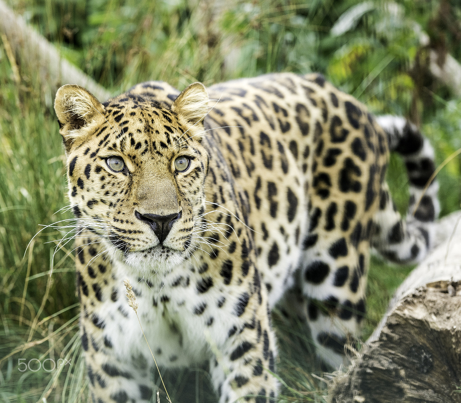 Nikon D5 sample photo. Amur leopard series photography