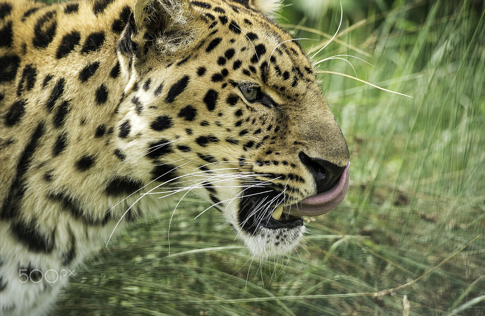 Nikon D5 sample photo. Amur leopard series photography