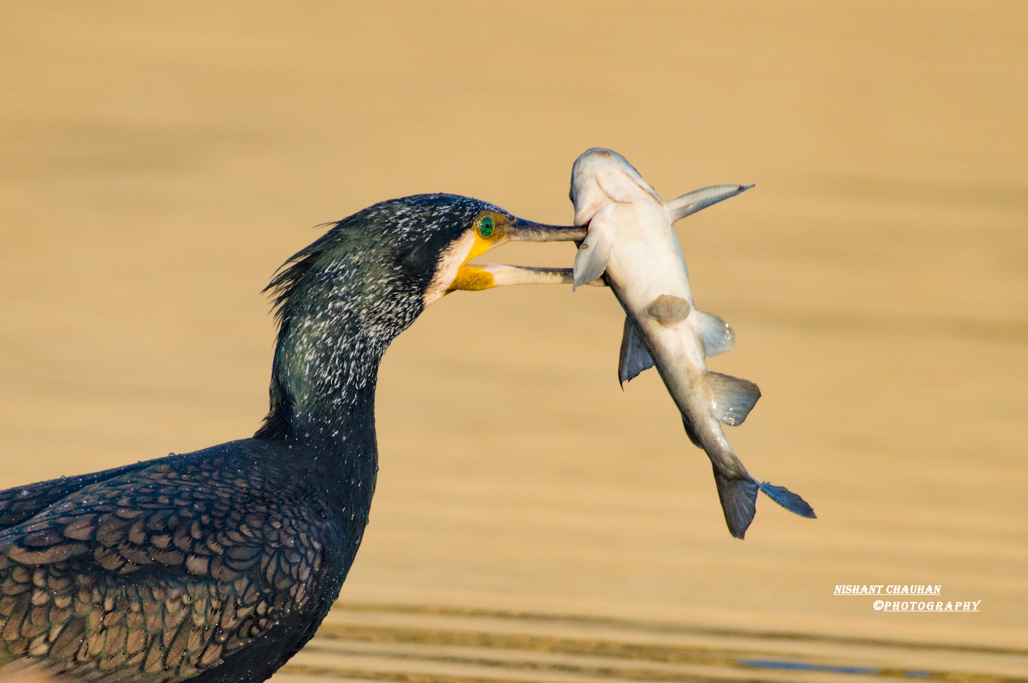 Nikon AF-S Nikkor 200-500mm F5.6E ED VR sample photo