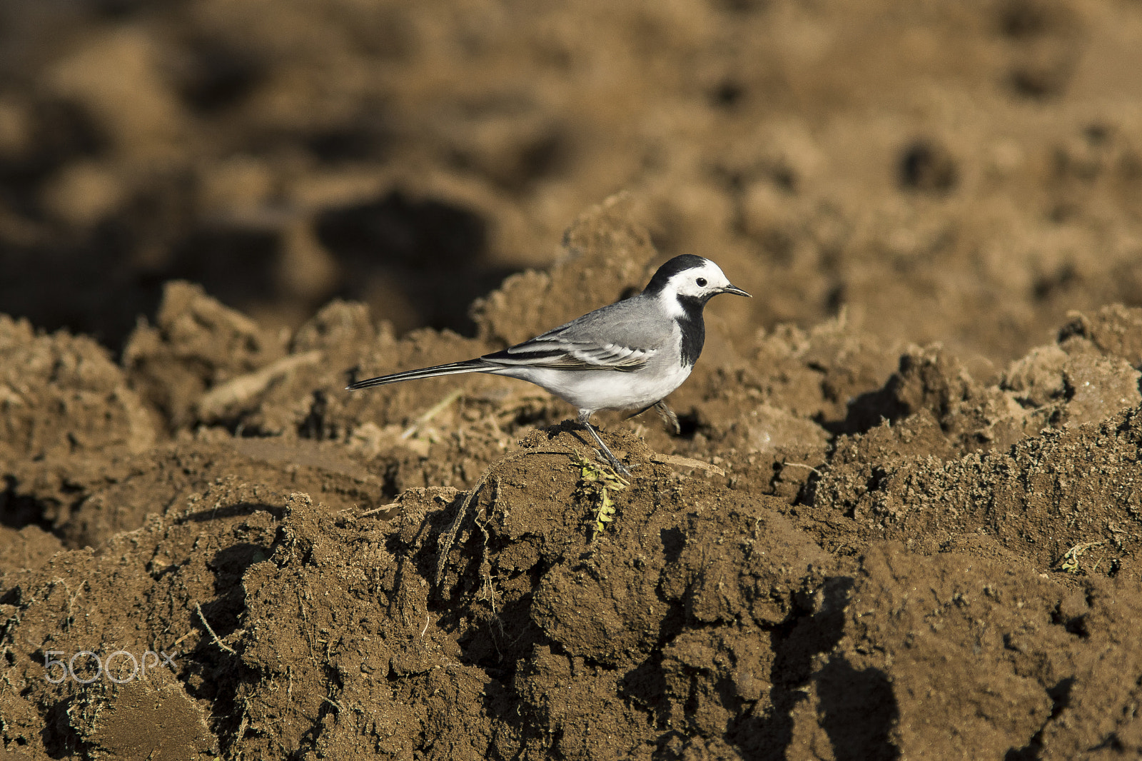 Sony SLT-A68 + Minolta AF 200mm F2.8 HS-APO G sample photo. Search... photography