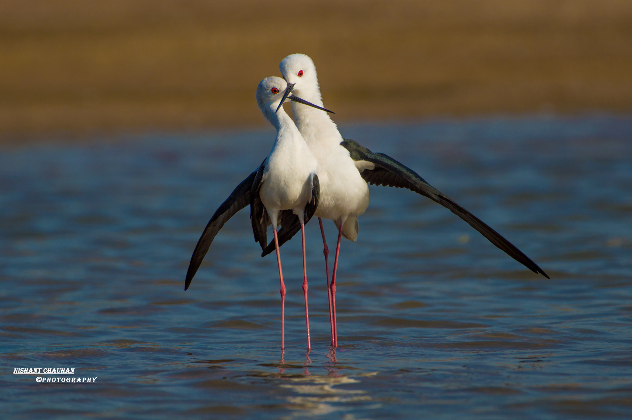Nikon AF-S Nikkor 200-500mm F5.6E ED VR sample photo