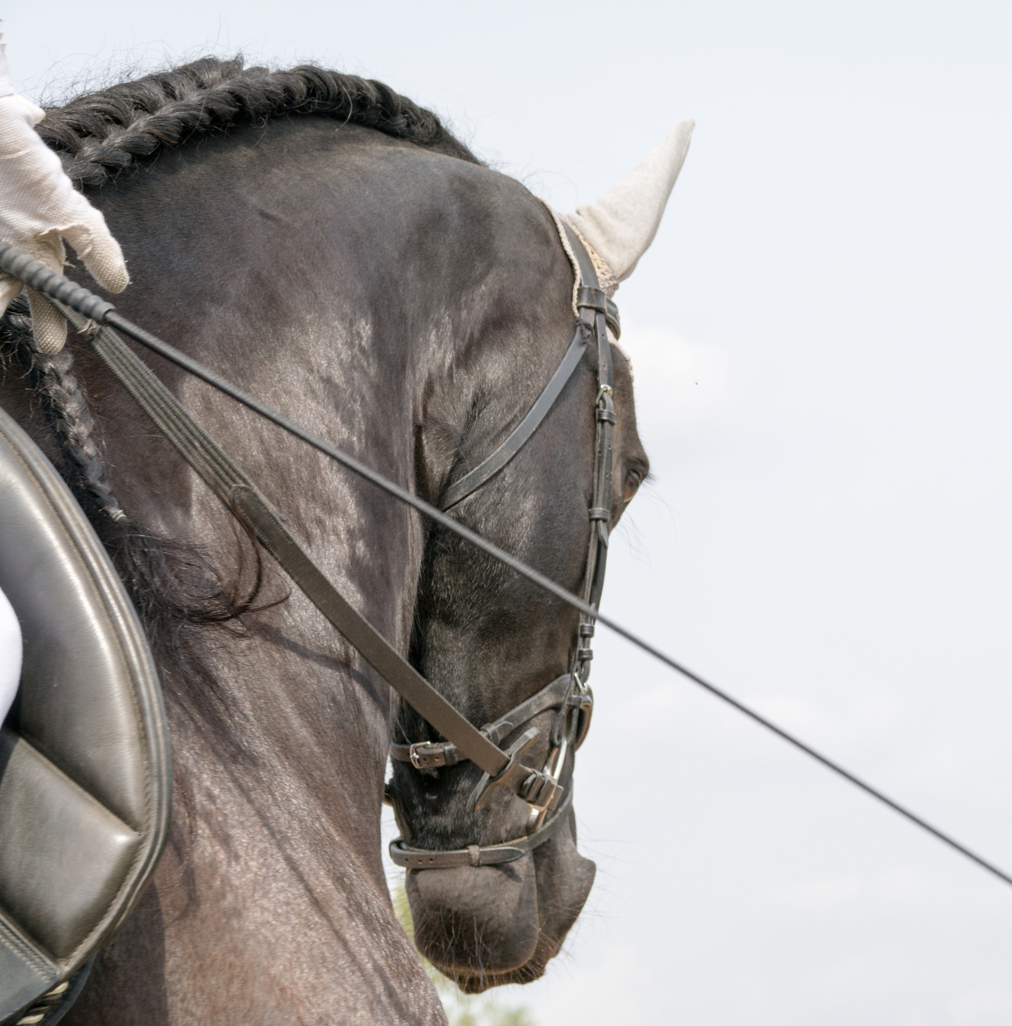Sigma 17-70mm F2.8-4 DC Macro OS HSM sample photo. Horse photography