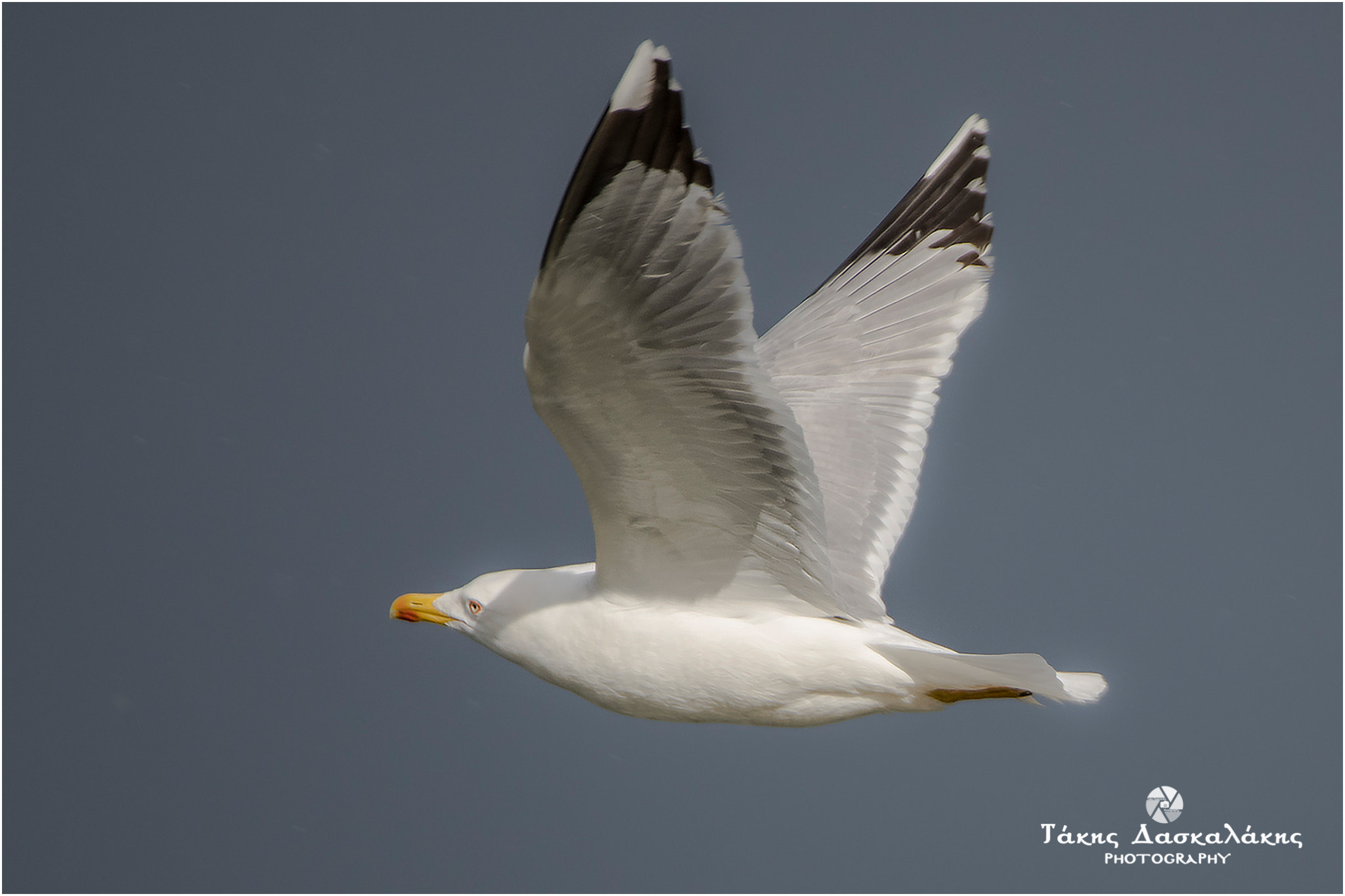 Sigma 150-600mm F5-6.3 DG OS HSM | S sample photo. Dsc photography