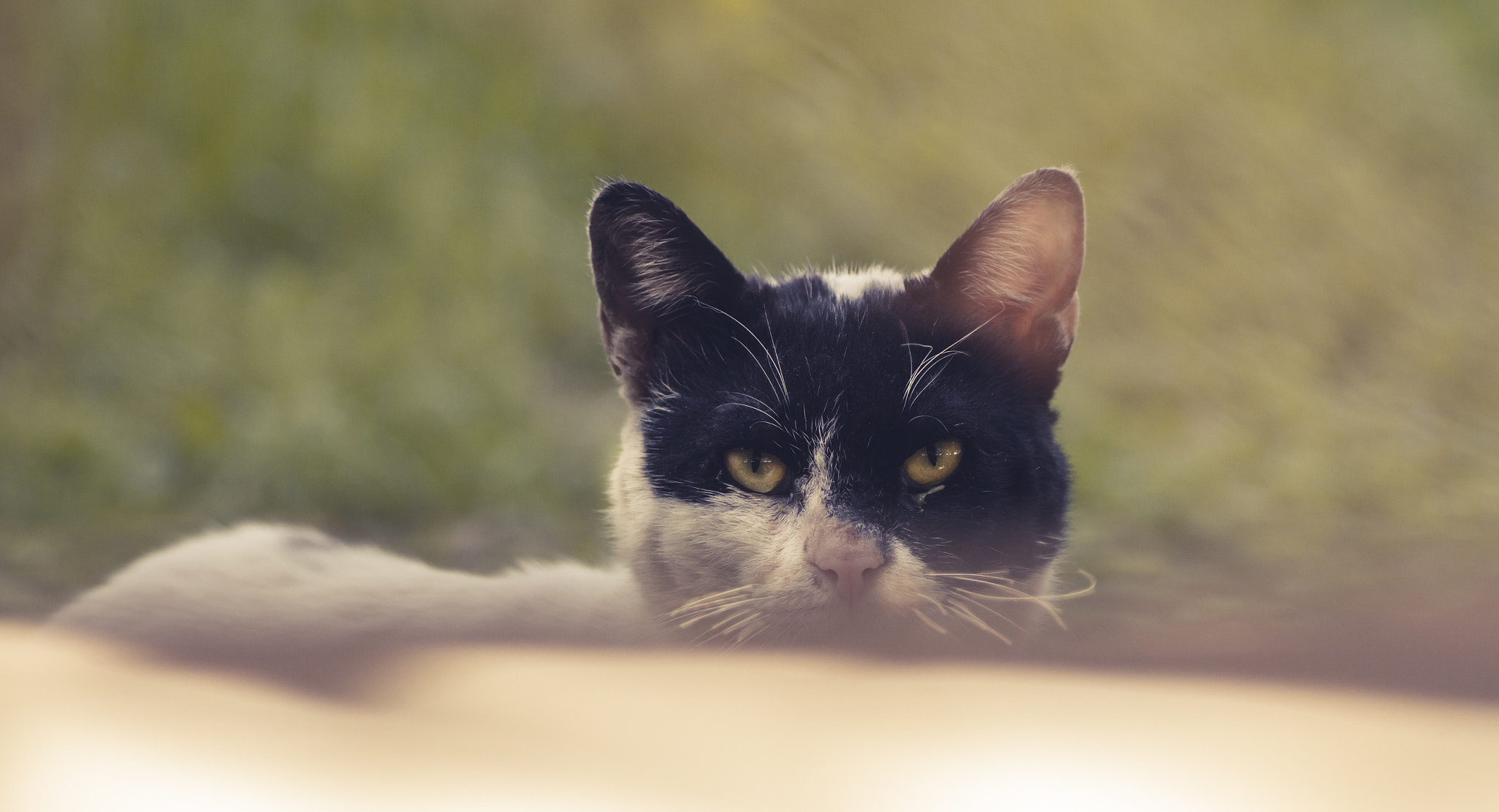 Canon EOS 7D + Tamron SP AF 90mm F2.8 Di Macro sample photo. The mask of zorro photography