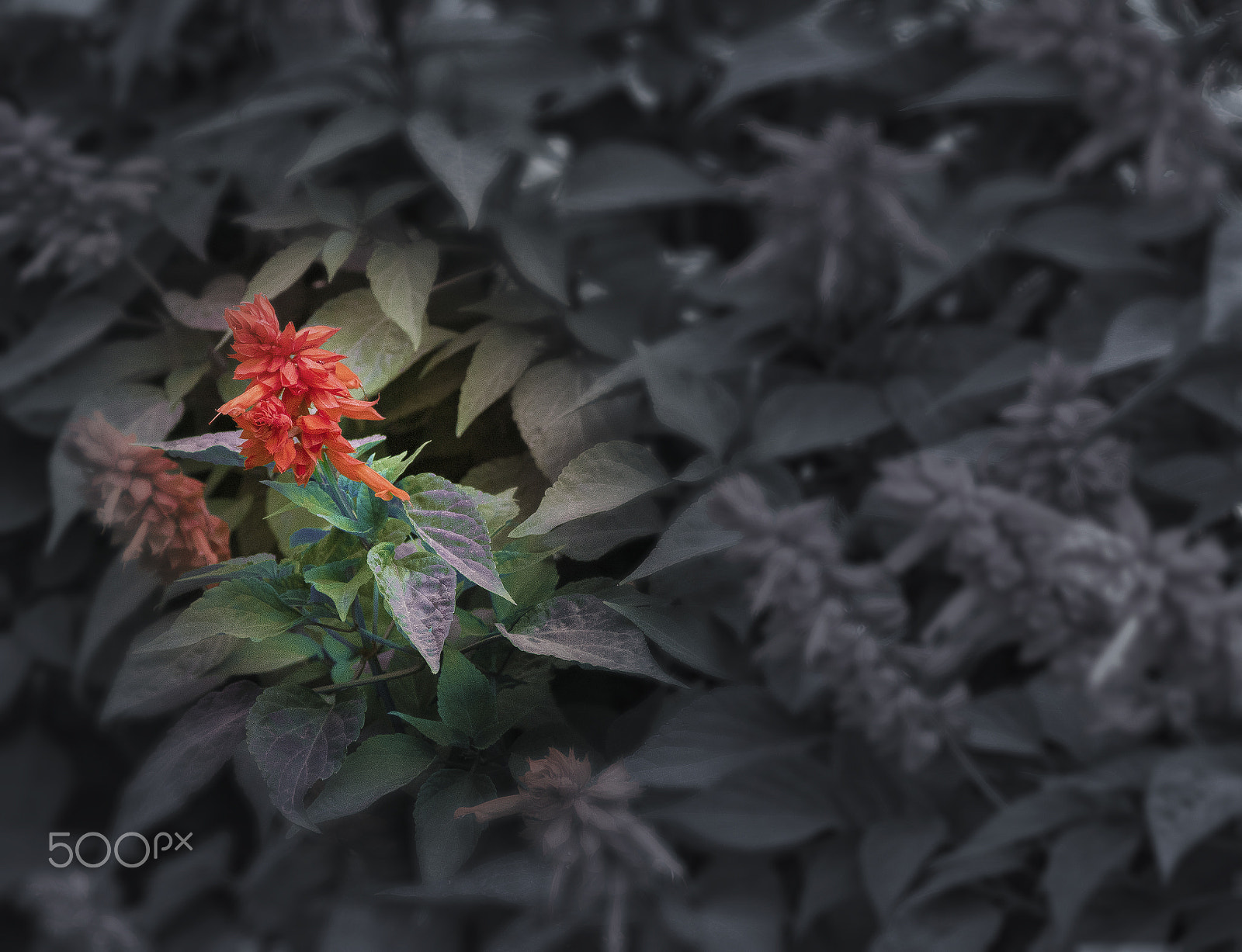 Nikon D5500 sample photo. Differnce photography