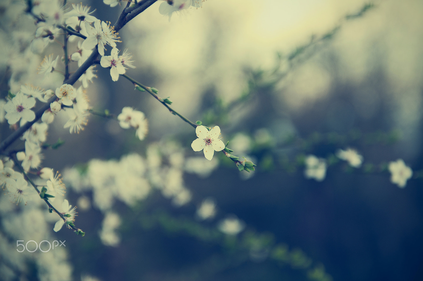Nikon D3 sample photo. To my japanese friends photography