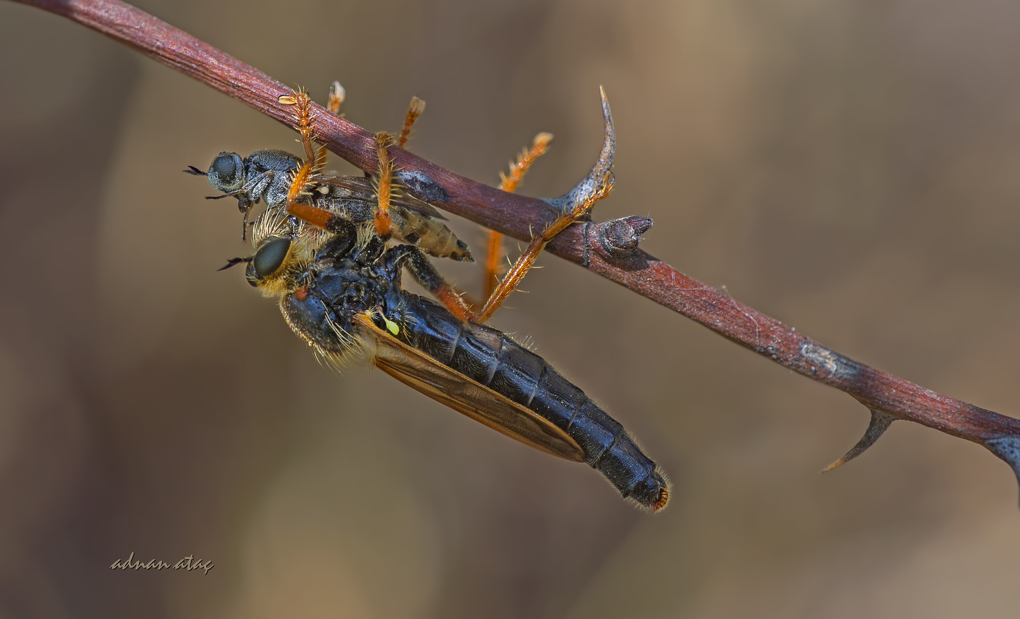 Nikon D4 sample photo. Yırtıcı (katil) sinek - robber fly - proctacanthus rodecki photography