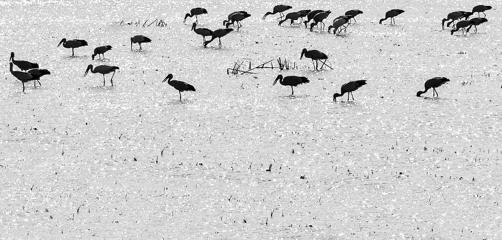 Nikon AF-Nikkor 80-200mm F2.8D ED sample photo. Bird eating on farm photography