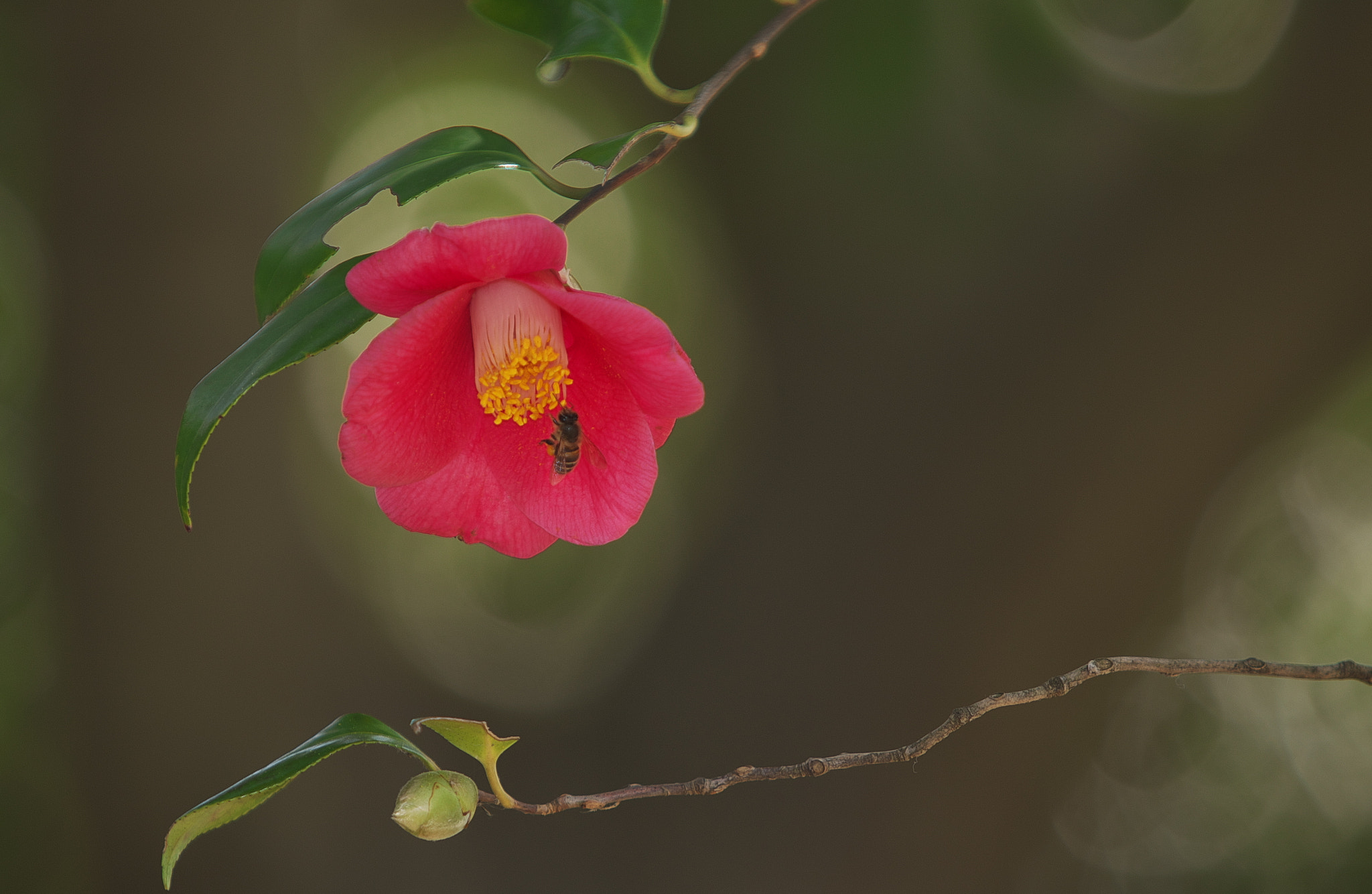 Canon EF 70-200mm F2.8L IS USM sample photo. Camellia photography