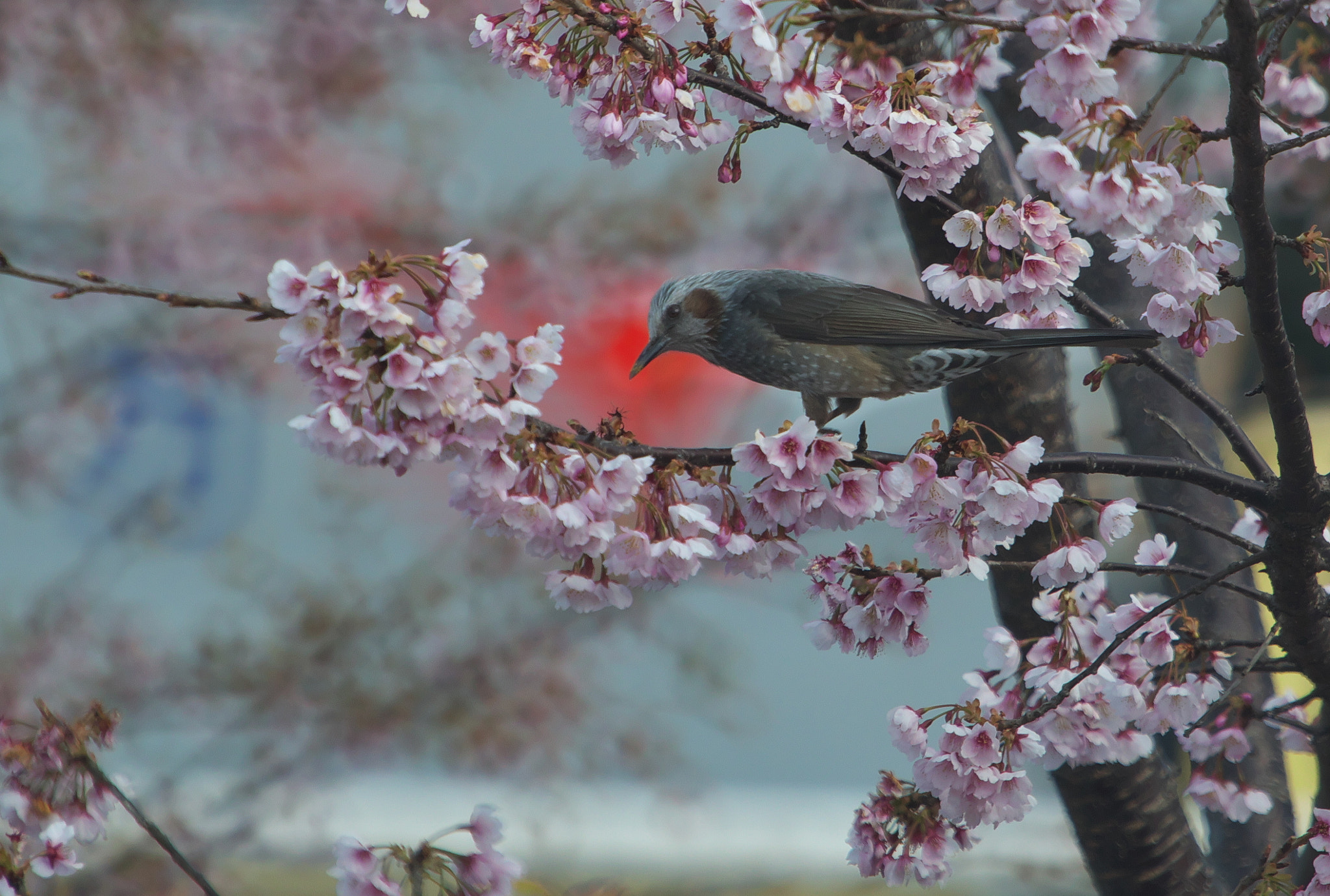Canon EF 70-200mm F2.8L IS USM sample photo. Spring photography