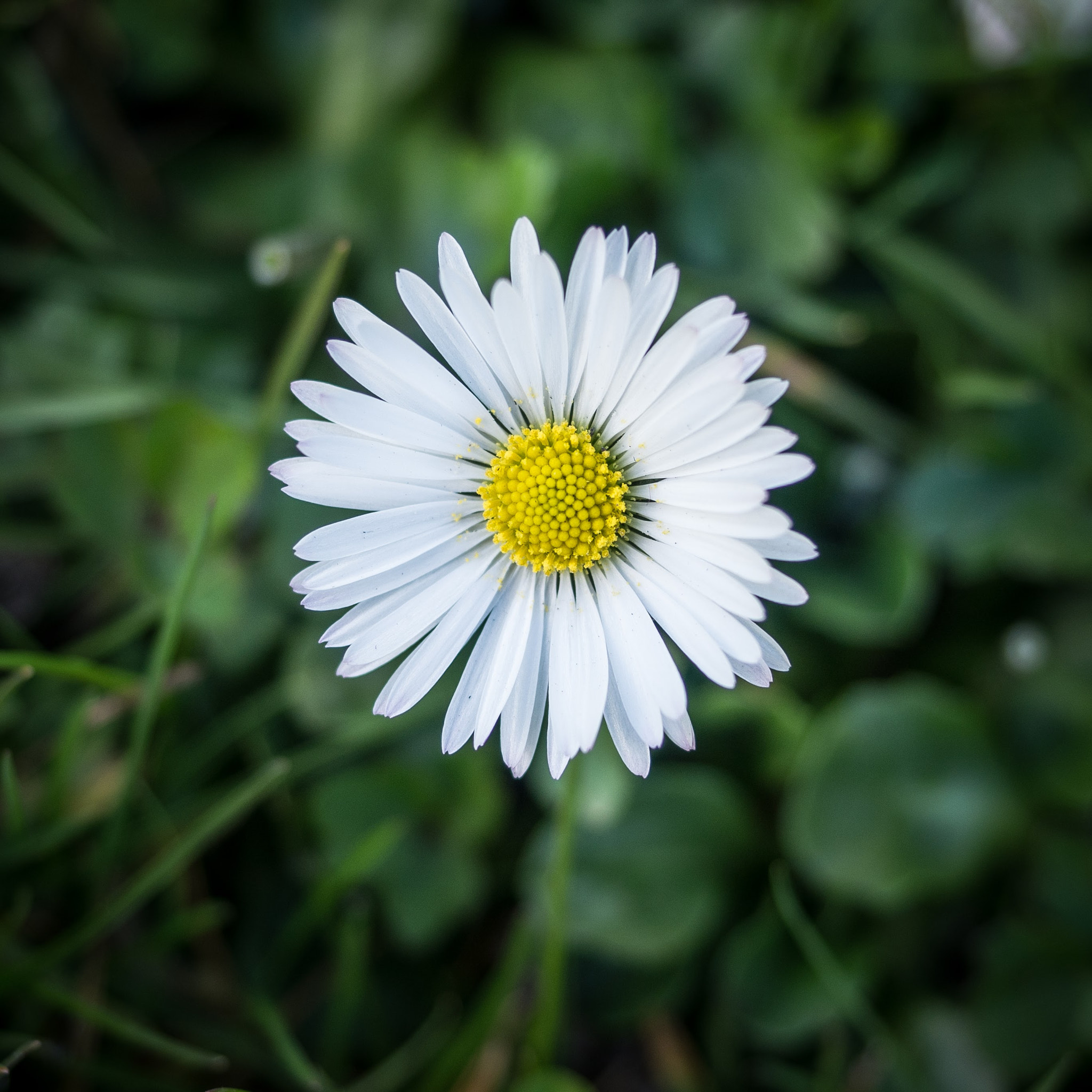 Olympus OM-D E-M10 II sample photo. Spring is springing photography