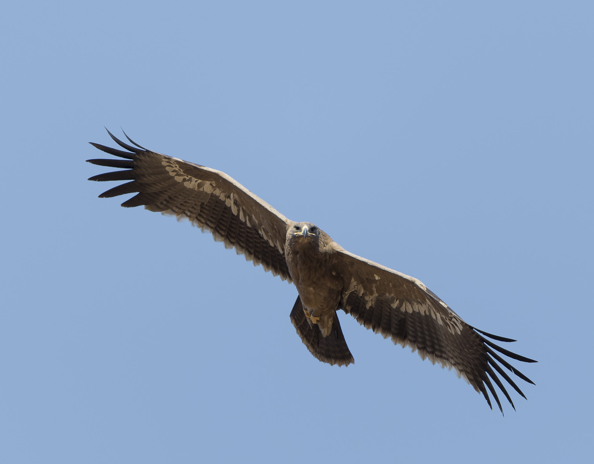 Nikon AF-S Nikkor 600mm F4E FL ED VR sample photo. Steppe eagle inflight photography