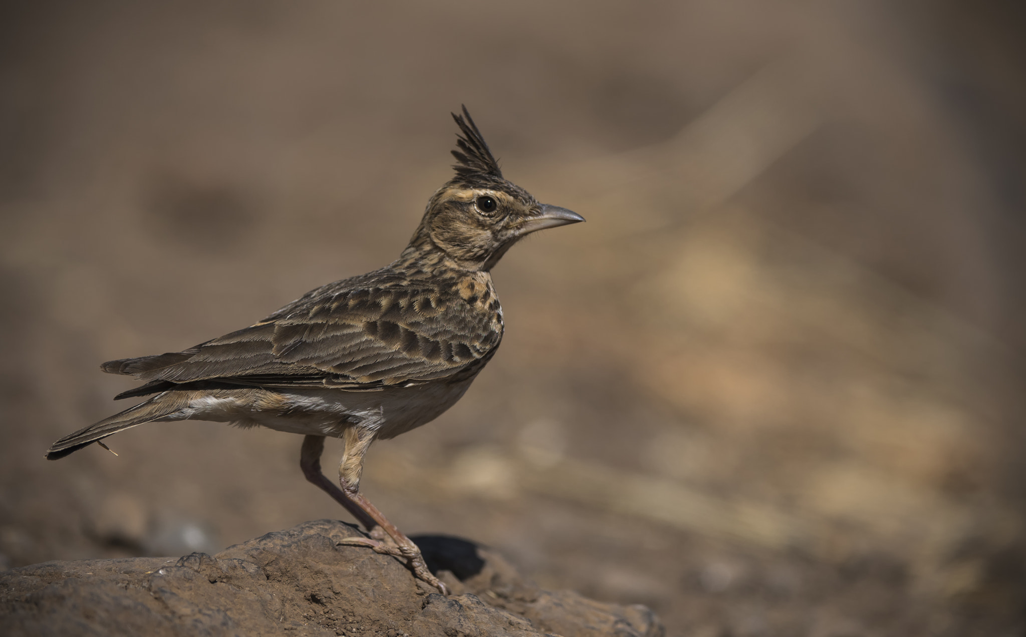 Nikon D500 + Nikon AF-S Nikkor 600mm F4E FL ED VR sample photo. Crested lark photography