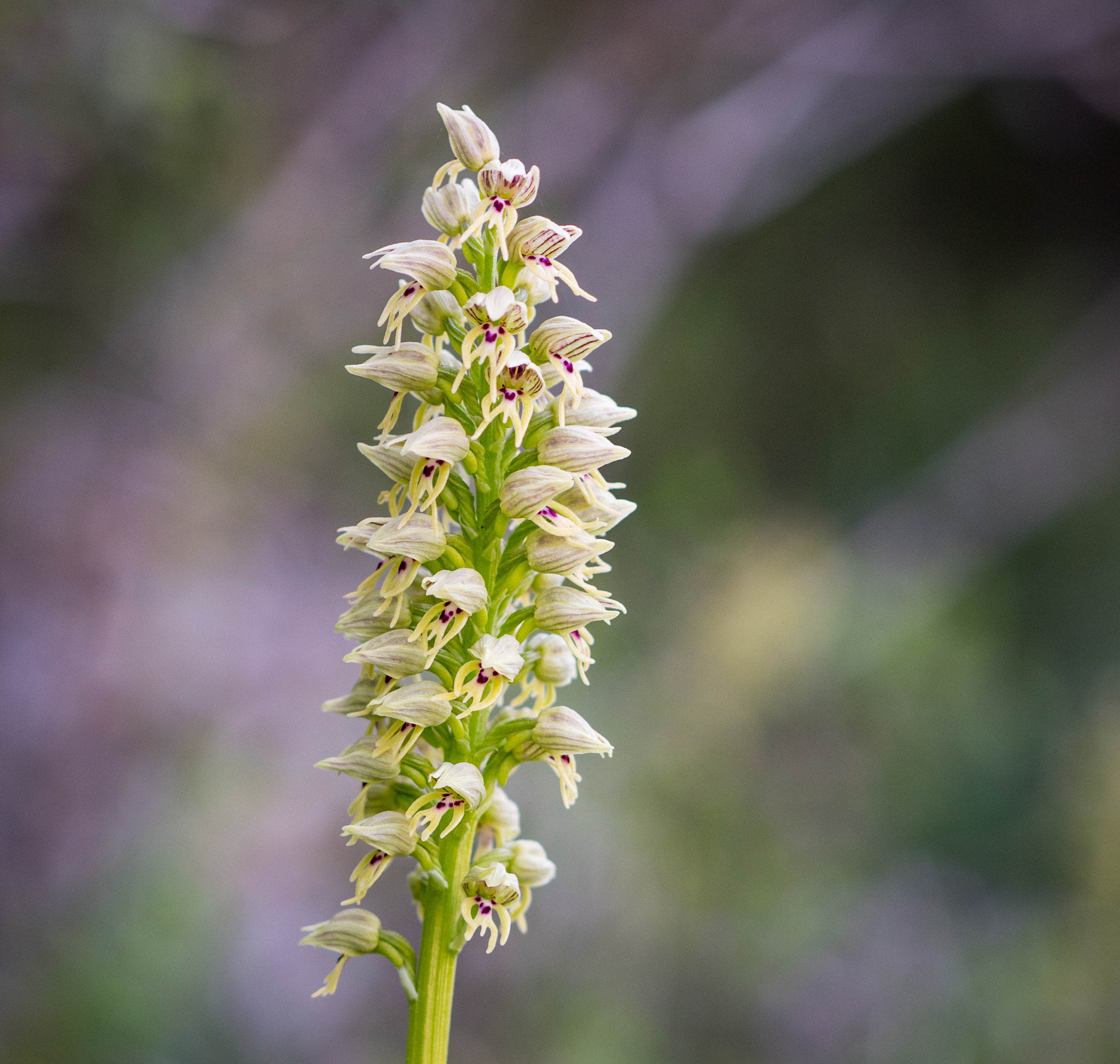 Nikon D5500 + Nikon AF-S Nikkor 85mm F1.8G sample photo. The little people flower photography