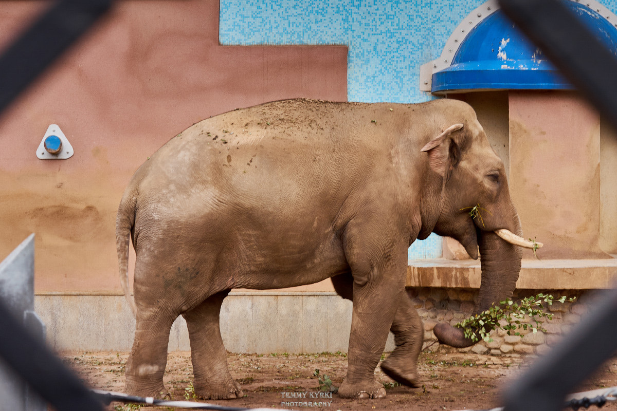 Canon EF 70-300mm F4-5.6 IS USM sample photo. Elephant photography