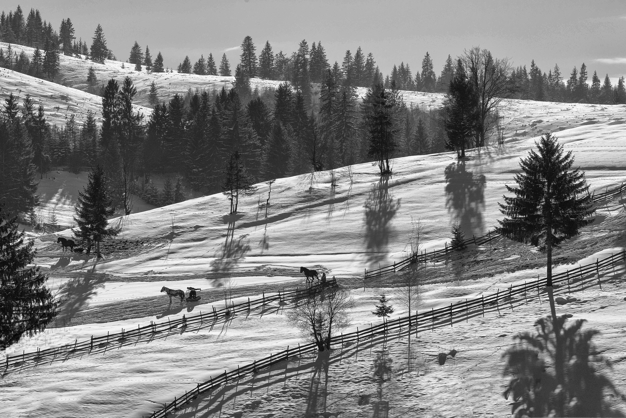 Nikon D810 sample photo. Winter works with horse pulled sledge photography