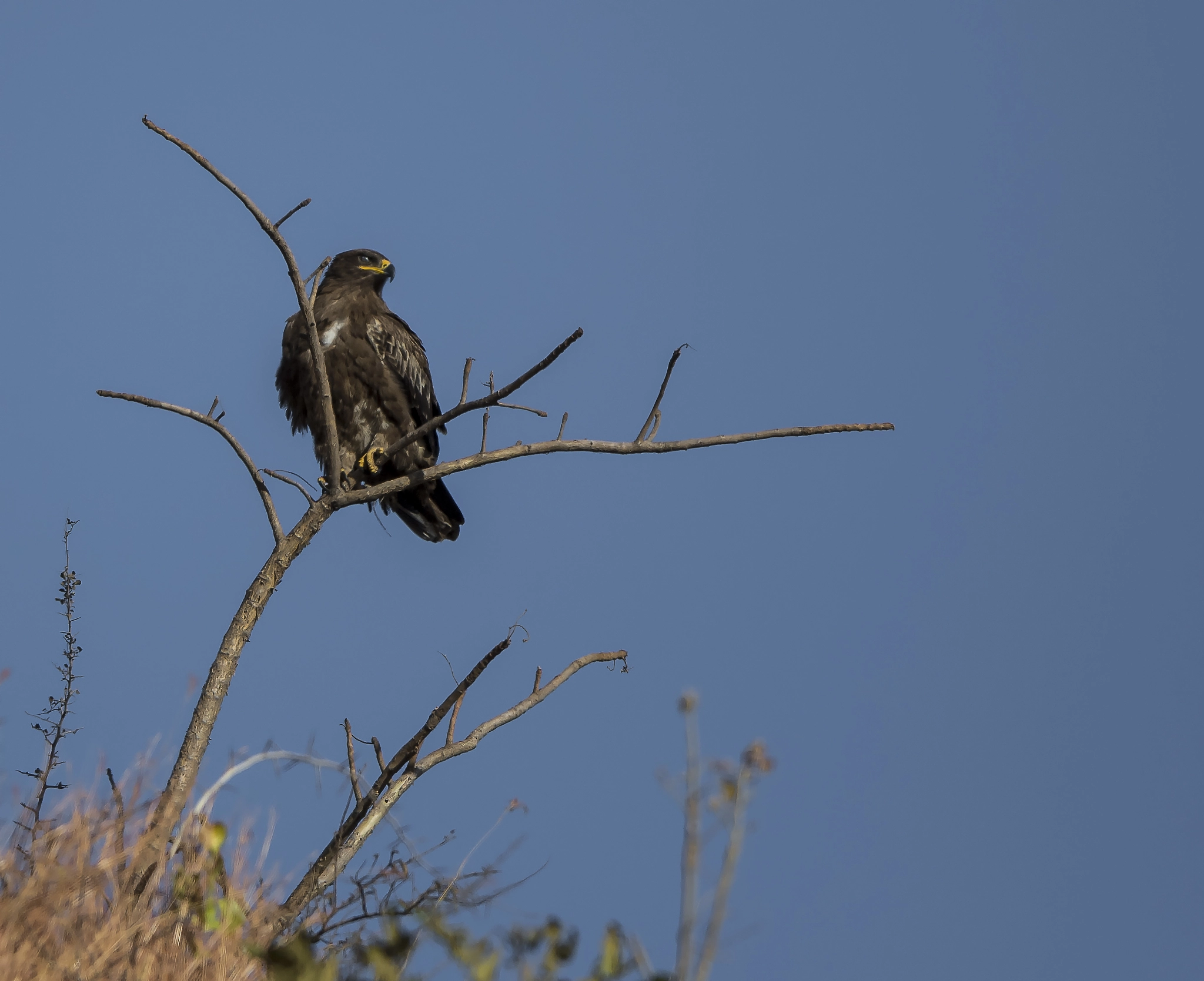 Nikon D500 + Nikon AF-S Nikkor 600mm F4E FL ED VR sample photo. Steppe eagle photography