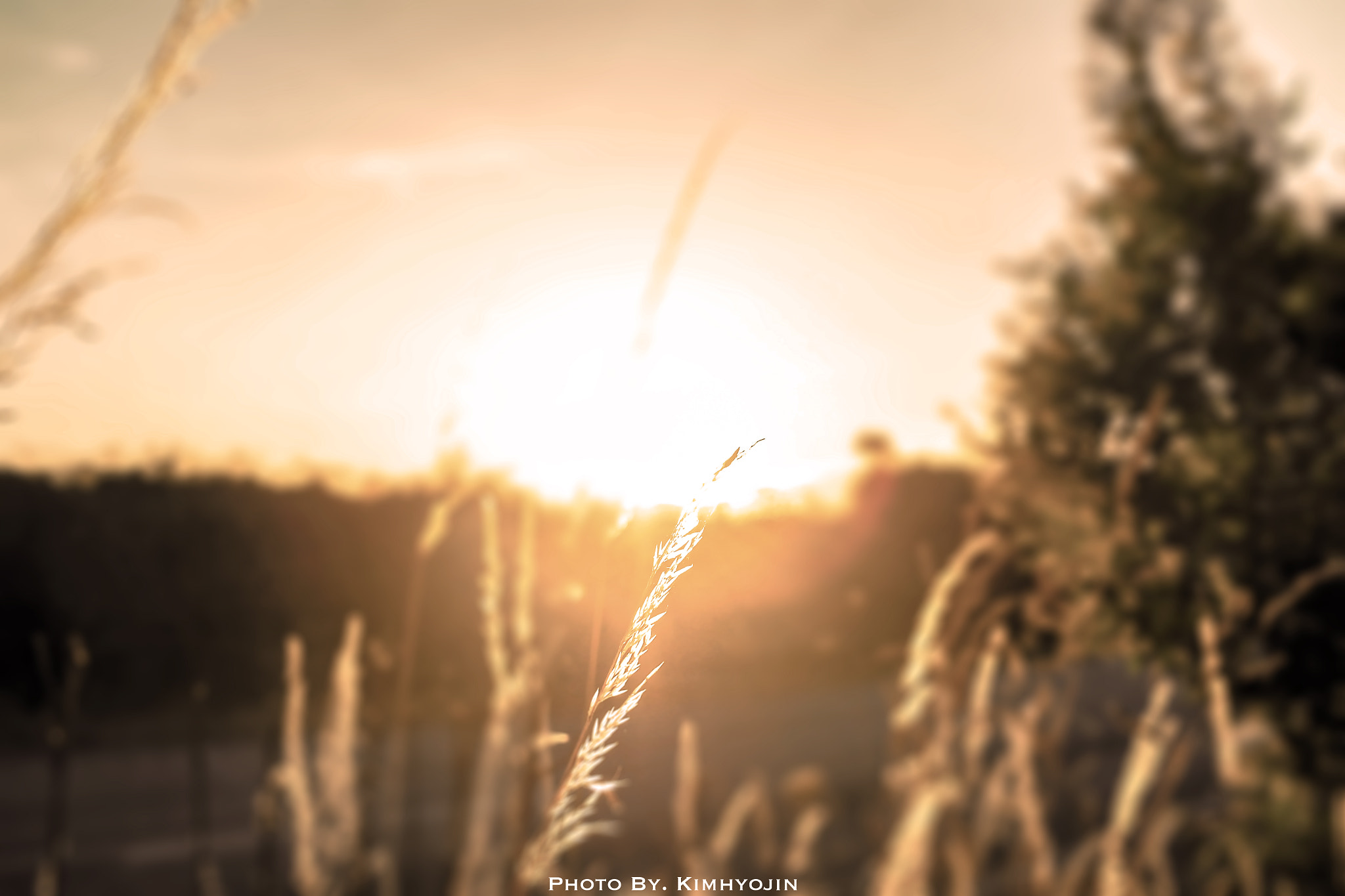 Samsung NX200 sample photo. Wheat sunrise photography