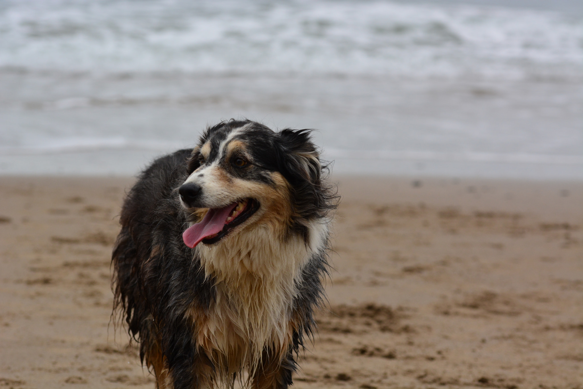 Sigma 105mm F2.8 EX DG OS HSM sample photo. Unknown dog photography
