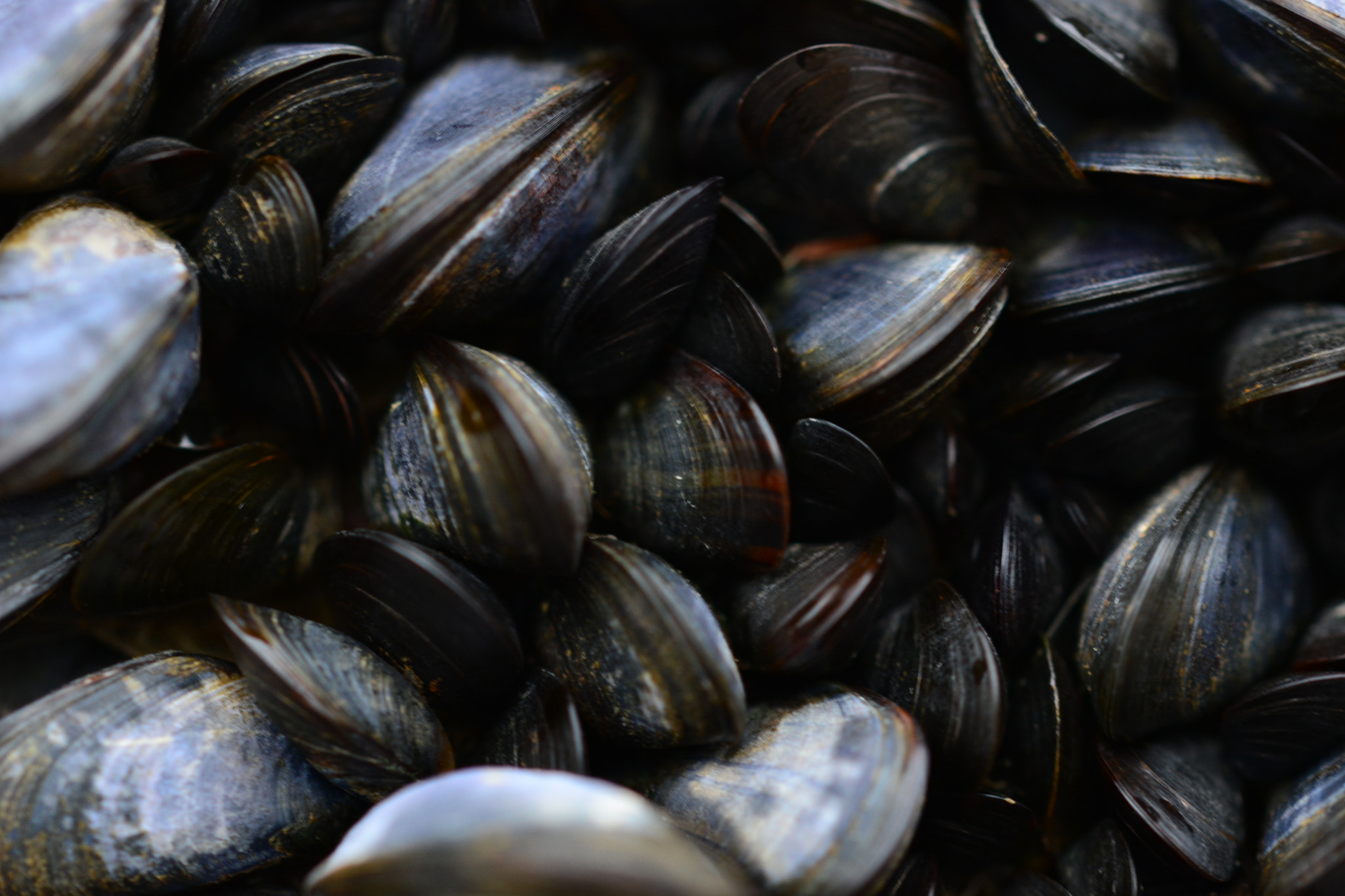 Sigma 105mm F2.8 EX DG OS HSM sample photo. Blue mussels photography