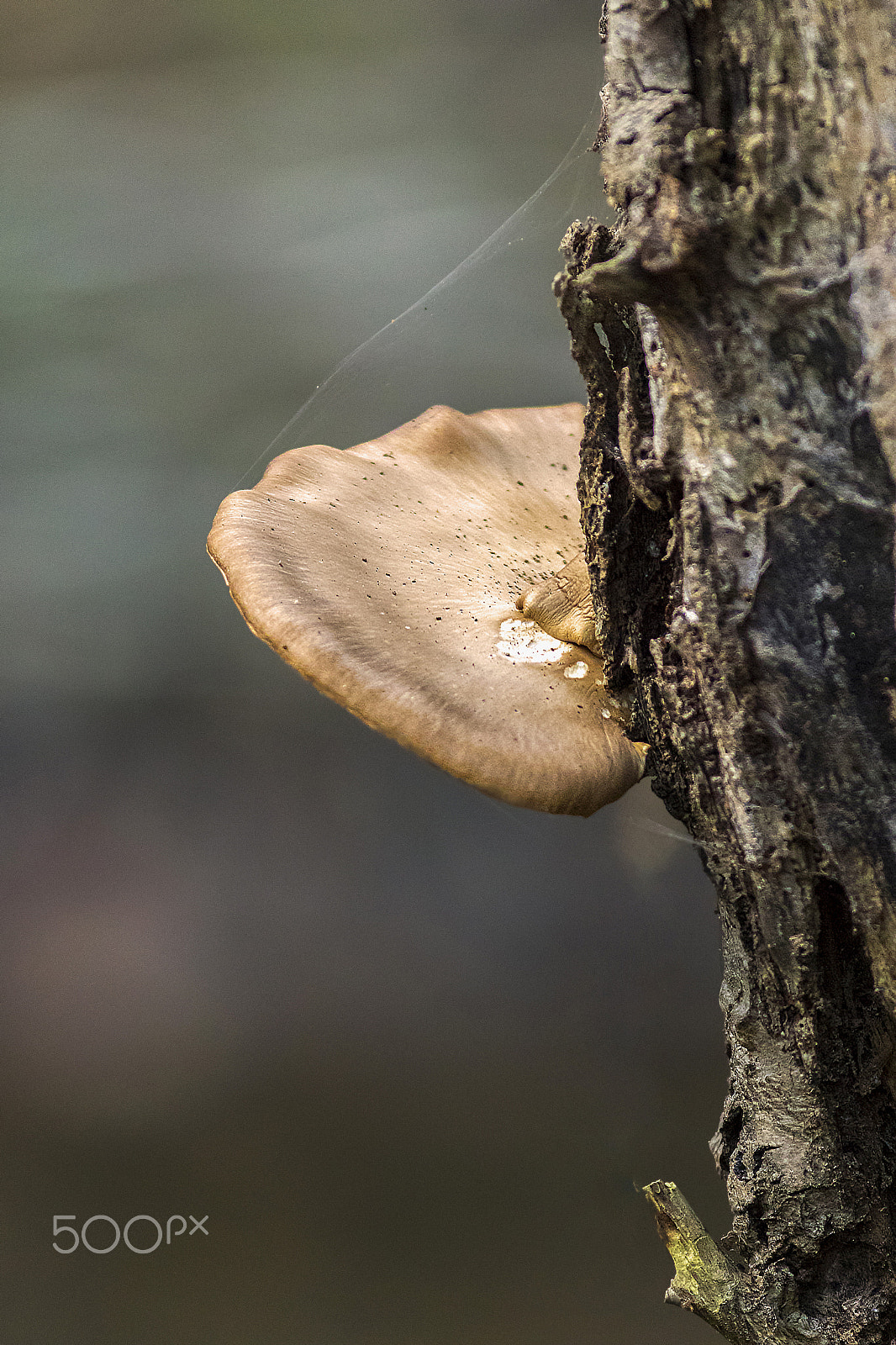 Canon EOS 7D Mark II sample photo. Tree mushroom photography
