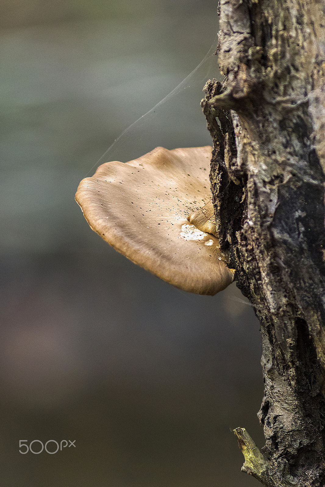 Canon EF 300mm F4L IS USM sample photo. Tree mushroom photography