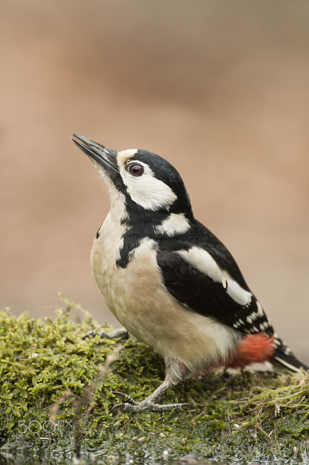 Nikon D4S + Nikon AF-S Nikkor 500mm F4G ED VR sample photo. Great spotted woodpecker photography