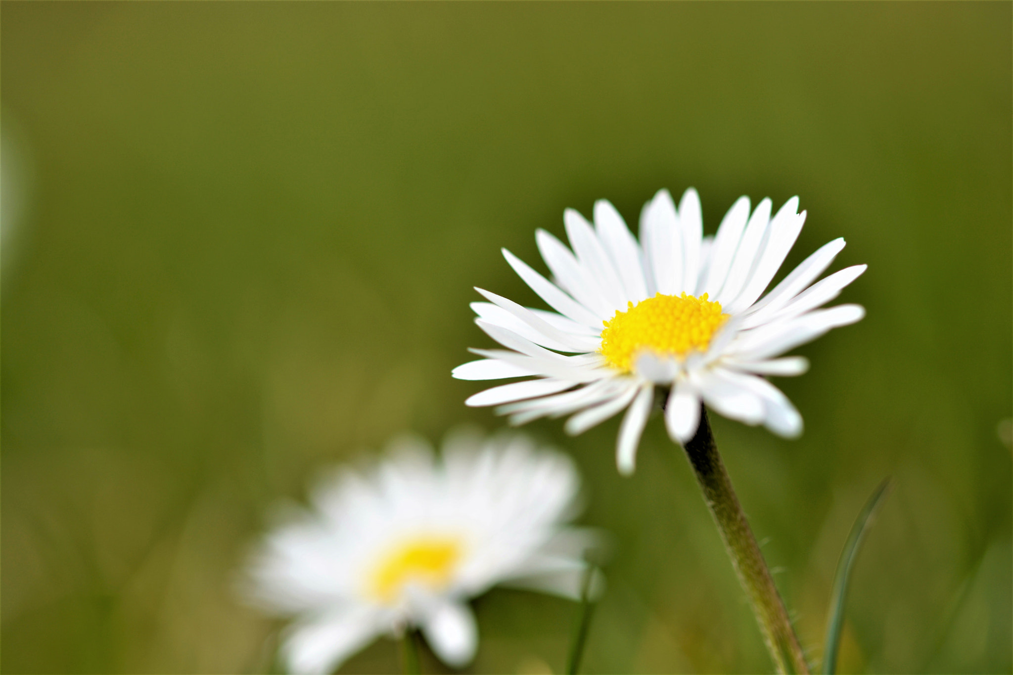 Nikon D7100 + Sigma 105mm F2.8 EX DG OS HSM sample photo. Daisies in sunlight photography