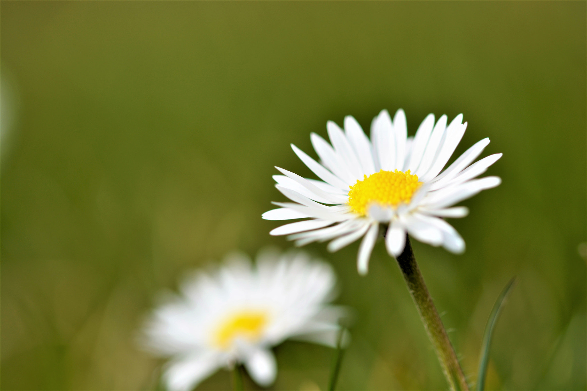 Sigma 105mm F2.8 EX DG OS HSM sample photo. Daisies in sunlight photography